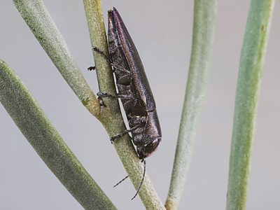 Melobasis soror soror, PL1540A, on Senna artemisioides ssp. petiolaris, EP